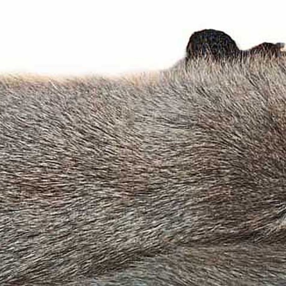 SHAWL, RUSSIAN SQUIRREL, 1957, GREY BACKS/WHITE BELLIES, EACH OF THE FOUR IS 28 - Picture 4 of 11